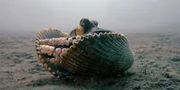 Ein neues, mobiles Heim hat ein Kokosnuss-Oktopus gefunden: zwei Muschelschalen dienen ihm als vor&uuml;bergehendes Zuhause.