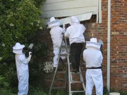 Ned Bruha and his team finding a hornet's nest.