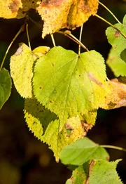 Woran erkennt man eine Linde? Wie sehen ihre Bl&uuml;ten aus? Wie kann man die beiden bei uns heimischen Arten, die Winter- und die Sommerlinde, unterscheiden? Diese und noch viel mehr Fragen beantwortet diese Folge.