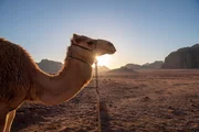Kamel in Wadi Rum, Jordanien