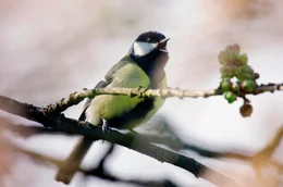 Als intelligente Kommunikatoren k&ouml;nnen Kohlmeisen ihren Gesang wie eine Sprache benutzen.