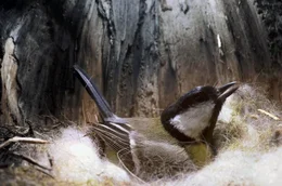 Br&uuml;tendes Kohlmeisenweibchen in seinem Nest