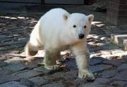 Superstar Knut aus dem Zoo Berlin