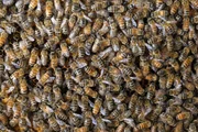 Wie kann W&auml;rme Bienen helfen?