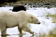Die Hudson Bay ist nur einen Teil des Jahres mit Eis bedeckt. Dann haben die Eisb&auml;ren ein riesiges Jagdrevier. Schmilzt das Eis der Bay im Sommer, beginnt f&uuml;r die wei&szlig;en Riesen eine magere Zeit.