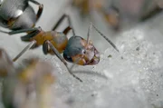 Gestresste Ameisen erhalten Zuckersaft als St&auml;rkung nach einer kr&auml;ftezehrenden Umsiedlung.