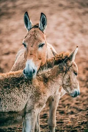 Onager mit Jungtier.