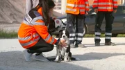 Der vier Monate alte Ares wird auf Sylt zum Rettungshund ausgebildet. Julia K&ouml;hn ist stolz auf ihren Border Collie.