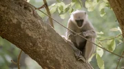 Grauer Langur Grauer Langur