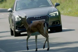 Um Futter zu finden, legen Hirsche weite Strecken zur&uuml;ck. Die &Uuml;berquerung von Stra&szlig;en gef&auml;hrdet dabei sie selbst und auch Autofahrer.
