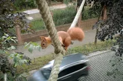Eichh&ouml;rnchenseile sollen den Tieren helfen, Stra&szlig;en zu &uuml;berqueren.