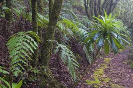 Typisch f&uuml;r Madeira ist Lorbeerwald, der fr&uuml;her gro&szlig;e Teile der Insel bedeckte. "Madeira" ist das portugiesische Wort f&uuml;r "Holz".