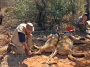 Wieder sind Kontrollen und Impfungen bei den L&ouml;wen n&ouml;tig.