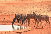 ARD/SWR DAS WAISENHAUS F&Uuml;R WILDE TIERE FOLGE 39, "Abenteuer Afrika", SWR Dokuserie mit 40 Folgen, deren Schauplatz die Tierrettungsstation "Harnas" am Rand der afrikanischen Kalahari-W&uuml;ste ist.