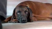 Seit Tagen plagen Gebirgsschwei&szlig;hund Lumpi hohes Fieber und eine r&auml;tselhafte Schw&auml;che. Der Bluttest zeigt massiv erh&ouml;hte Leberwerte.