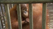 In den ersten zwei Jahren weicht ein Orang-Utan-Baby kaum von der Seite seiner Mutter.