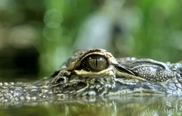 Alligator.