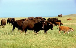 Bisonherde.