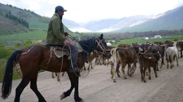 Nomadisches Leben hat auch die Sowjetzeit &uuml;berstanden. Nach wie vor treiben viele Kirgisen ihre Tiere im Sommer auf Hochweiden.
