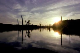 Mississippi-S&uuml;mpfe.