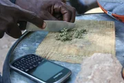 Location: Kingston, Jamaica: Close up of knife cutting up marijuana plant.