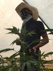 Armed motorcycle gang member next to marijuana plants in greenhouse.