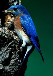 Rotkehl-H&uuml;ttens&auml;nger