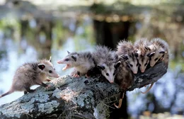 Oppossum-Jungtiere.