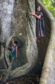 Die gr&uuml;ne Lunge des Planeten: der Amazonasregenwald