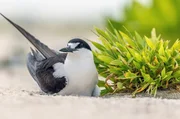 Auf den Seychellen br&uuml;ten Ru&szlig;seeschwalben zu Tausenden auf der kleinen Insel Bird Island.
