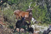 In der Steinzeit waren Hirsche auf Sardinien ausgerottet. Die Eroberer aber wollten jagen und das Rotwild, das sie &uuml;bers Meer brachten, passte sich dem Inselleben an. Es entstand eine neue Unterart: der Sardische Hirsch.