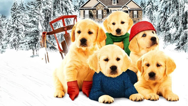 Golden Winter – Wir suchen ein Zuhause (USA, 2012)