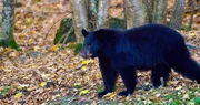 Schwarzb&auml;r.