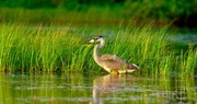 Kanadareiher in einem Biberteich.