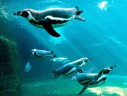 Humboldtpinguine im Zoo am Meer Bremerhaven.