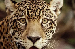 Der Jaguar gilt als der K&ouml;nig des Dschungels, als m&auml;chtiger und kraftvoller J&auml;ger. Sein Revier ist oft mehrere Hundert Quadratkilometer gro&szlig;.