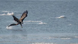 Wei&szlig;kopfseeadler beim angeln auf dem Hudson im Winter.