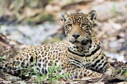 Der Jaguar gilt als der K&ouml;nig des Dschungels, als m&auml;chtiger und kraftvoller J&auml;ger. Sein Revier ist oft mehrere Hundert Quadratkilometer gro&szlig;.