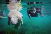 Die Rundschwanzseekuh, auch Manati genannt, ist eine der langsamsten Kreaturen des Meeres und lebt in warmen K&uuml;stengew&auml;ssern.