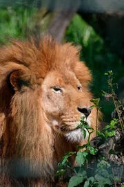 ARD/RB SEEHUND, PUMA & CO, FOLGE 143, am Mittwoch (15.10.14) um 16:10 Uhr im ERSTEN. L&ouml;we Tarson im Jaderpark