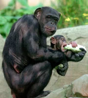 Die Schimpansen &uuml;ben sich heute als H&auml;uslebauer.