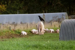 Ein Rabe sitzt auf einer Muttersau. Schweinez&uuml;chter berichten von Ferkel-Verlusten durch Raben.