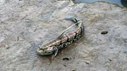 Mudskipper or amphibious fish.