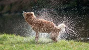Shiba Inu dog shaking off water after bath in the river