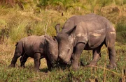 Beginn einer tiefen Freundschaft zwischen zwei Nashornk&auml;lbern.