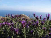 Die Macchia ist geblieben; schon die alten R&ouml;mer haben alle B&auml;ume auf Elba gef&auml;llt.