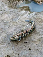 Mudskipper or Amphibious fish