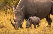 Nashorn-Mutter Maleika und ihr neugeborener Sohn Pipo, der noch unsicher auf den Beinen steht.