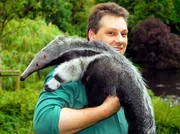 Ameisenb&auml;r Adolpho