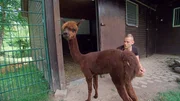 Alpaka Spotty im Opel-Zoo Kronberg und Pfleger Florian Rimpler verstehen sich prima.